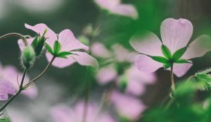 Council on Naturopathic Medical Education